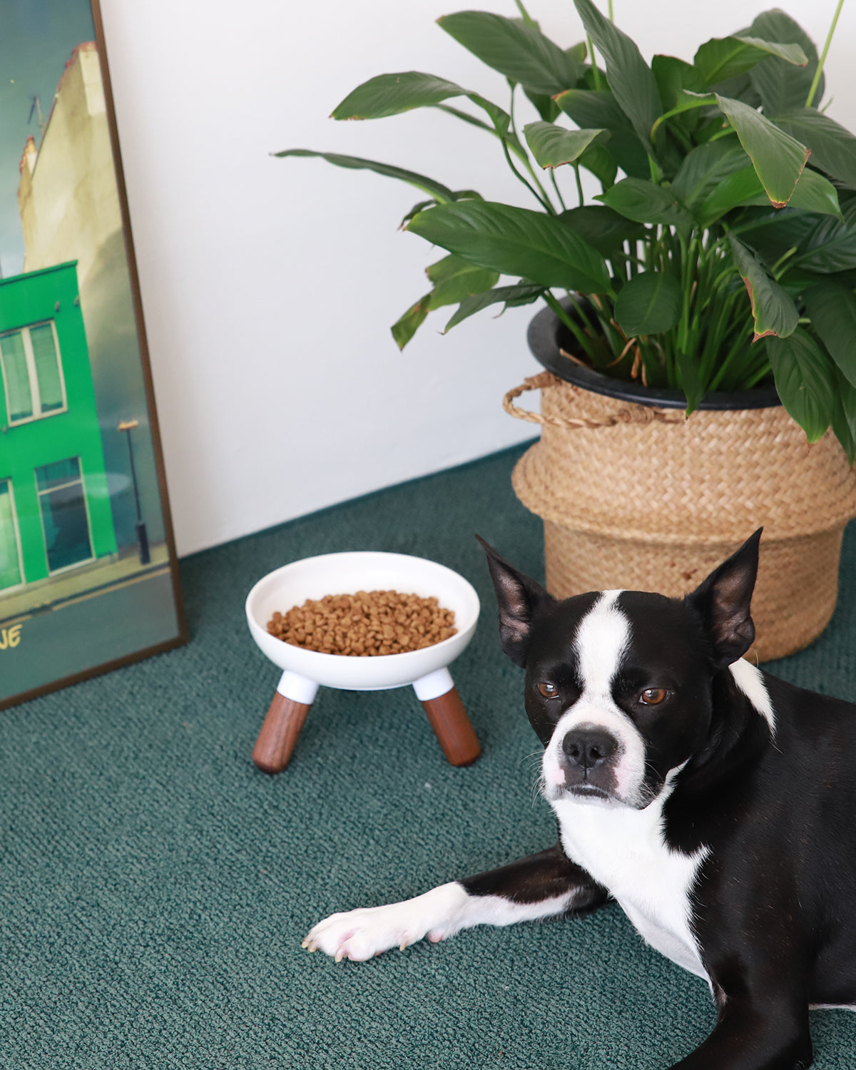 Oreo Ceramic Elevated Pet Table (Short) | Pets So Good