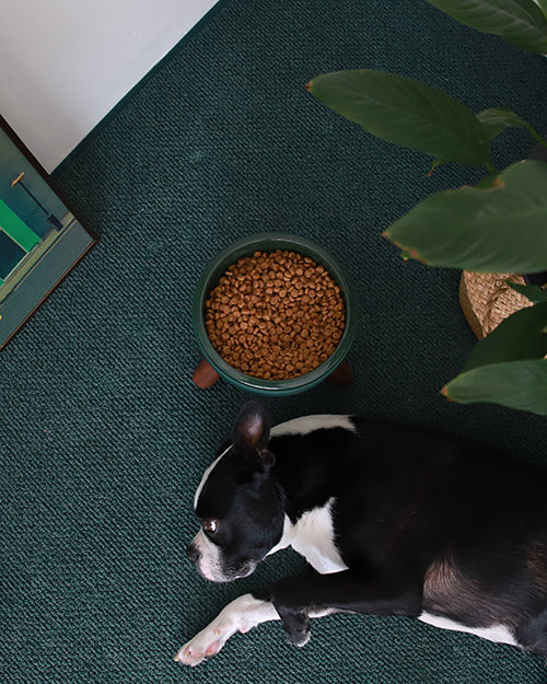 Oreo Elevated Pet Table Wood . Dark Green . Beech