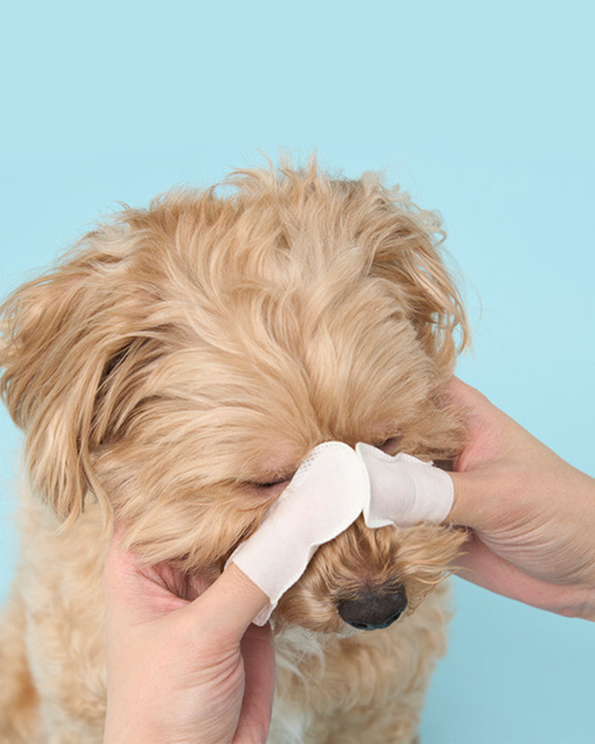 Pre-soaked finger tissue slipped on finger for cleaning dog and cat eye tears