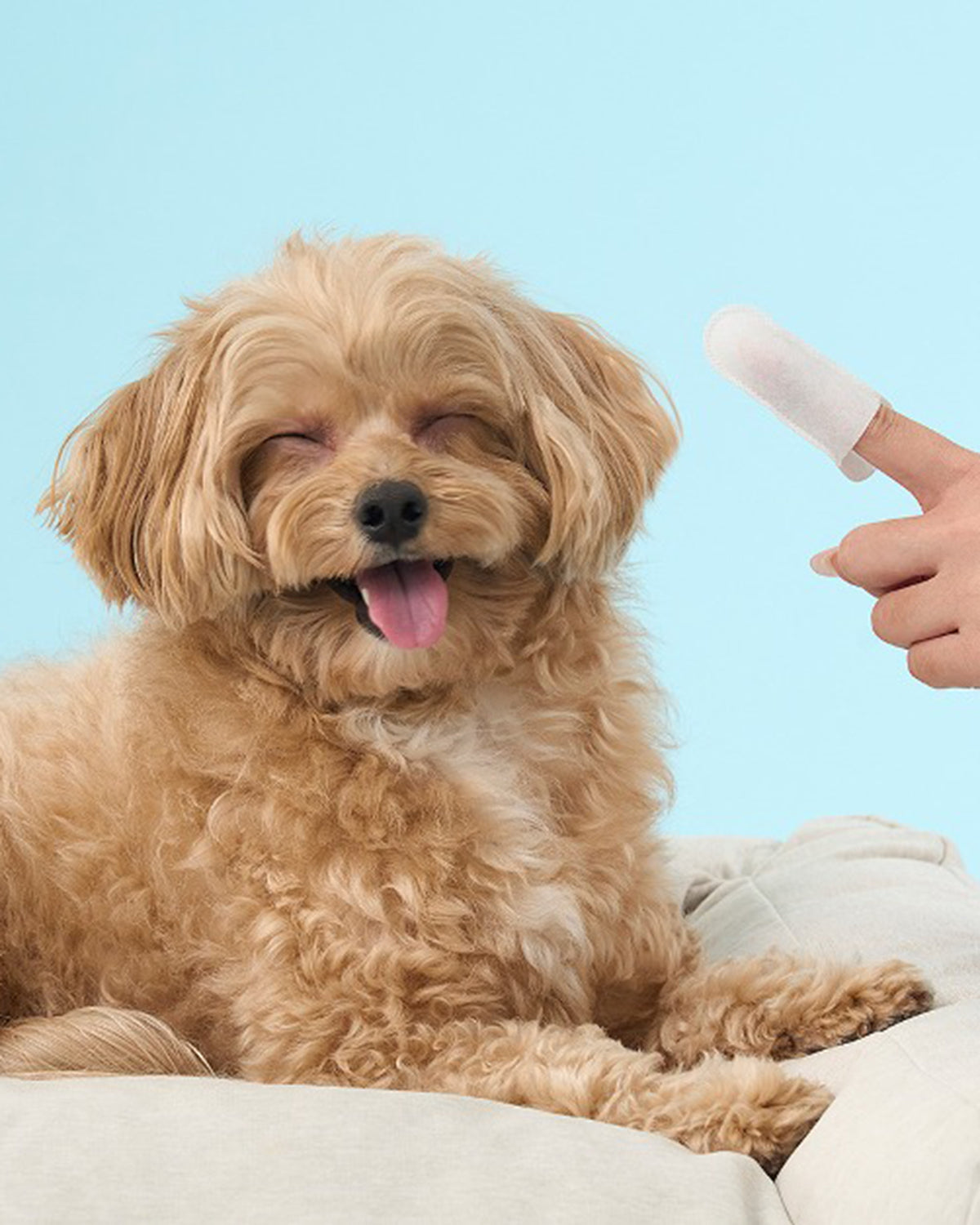 Convenient pre-soaked eye wash pads can be used on dogs or cats