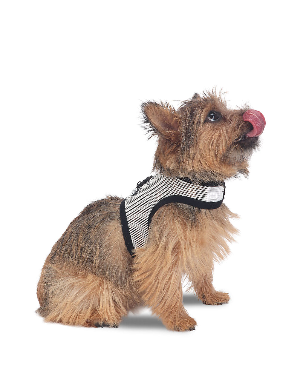 Happy Bounce Mesh Harness & Leash set
