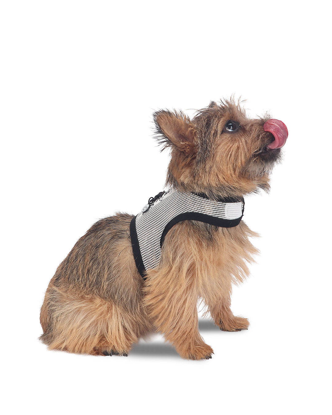 Happy Bounce Mesh Harness & Leash set