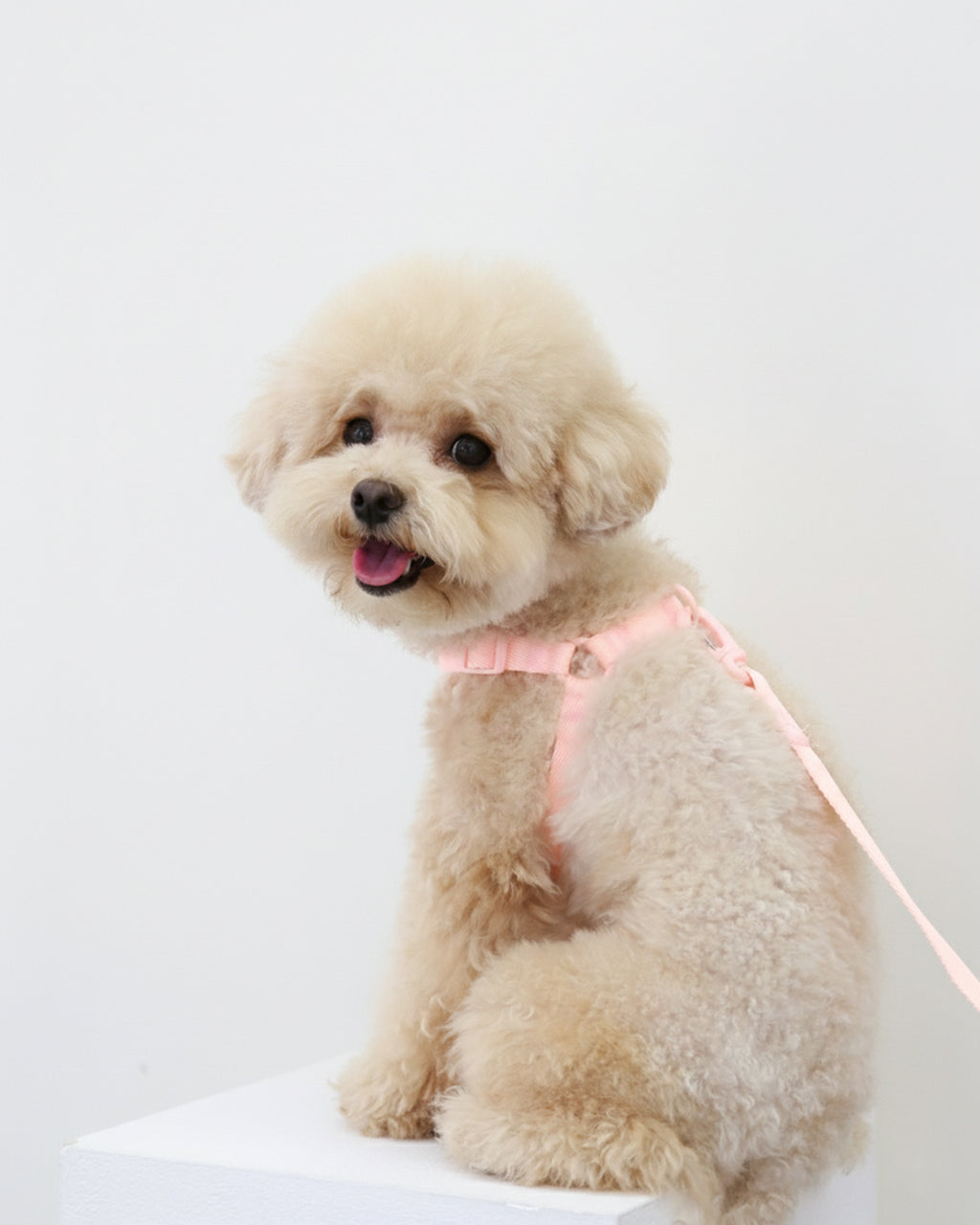 Macaron No Pull Dog Harness . Pink