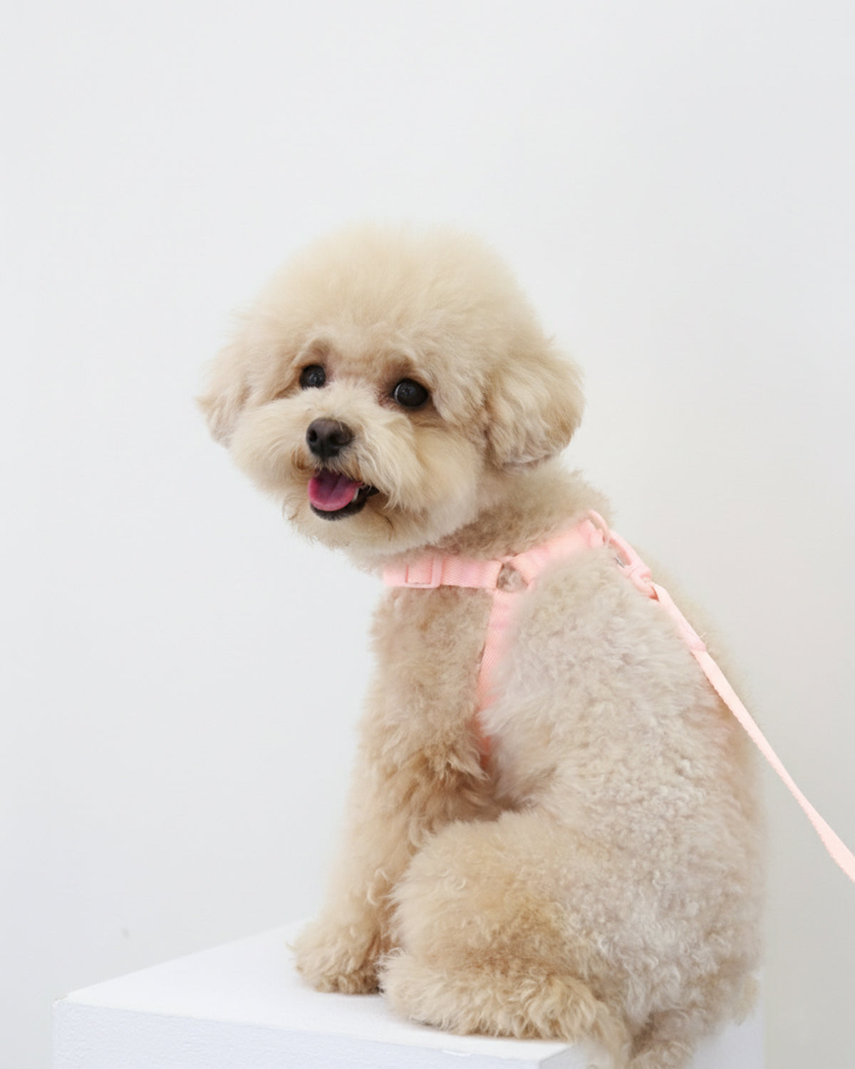 Macaron No Pull Dog Harness . Pink