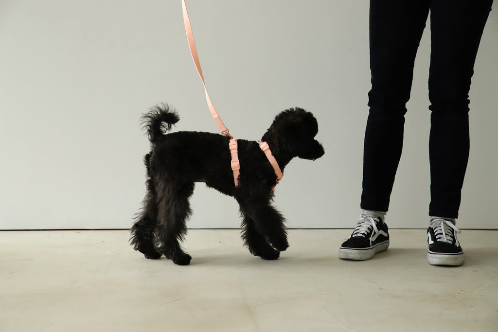 Macaron Harness . Pink