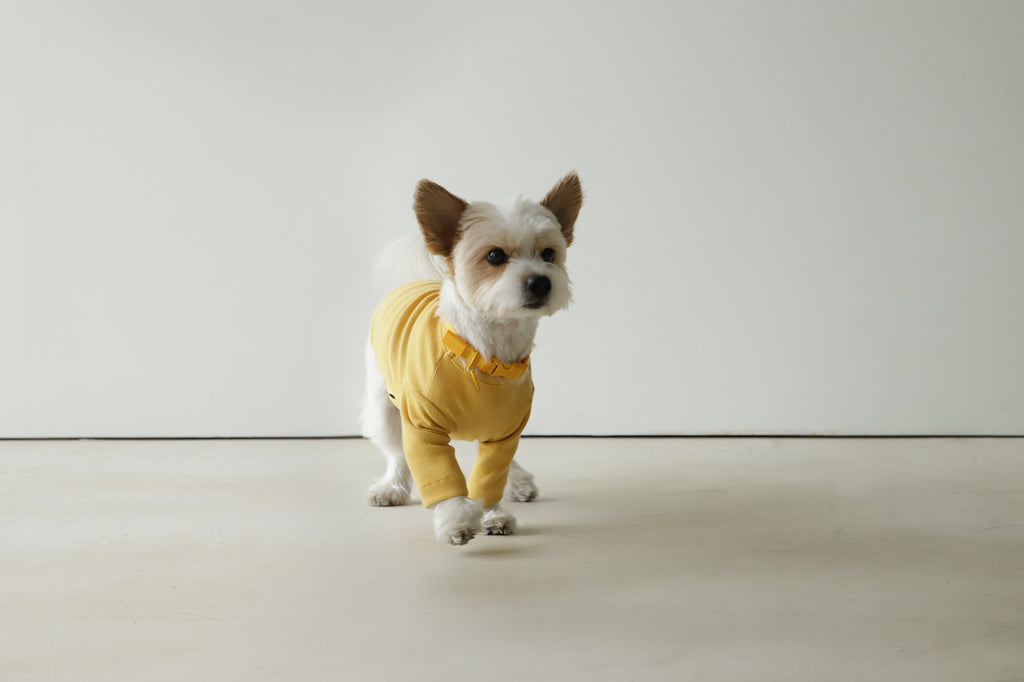 Macaron Collar . Yellow