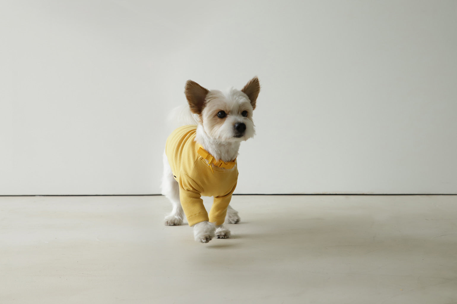 Macaron Collar . Yellow