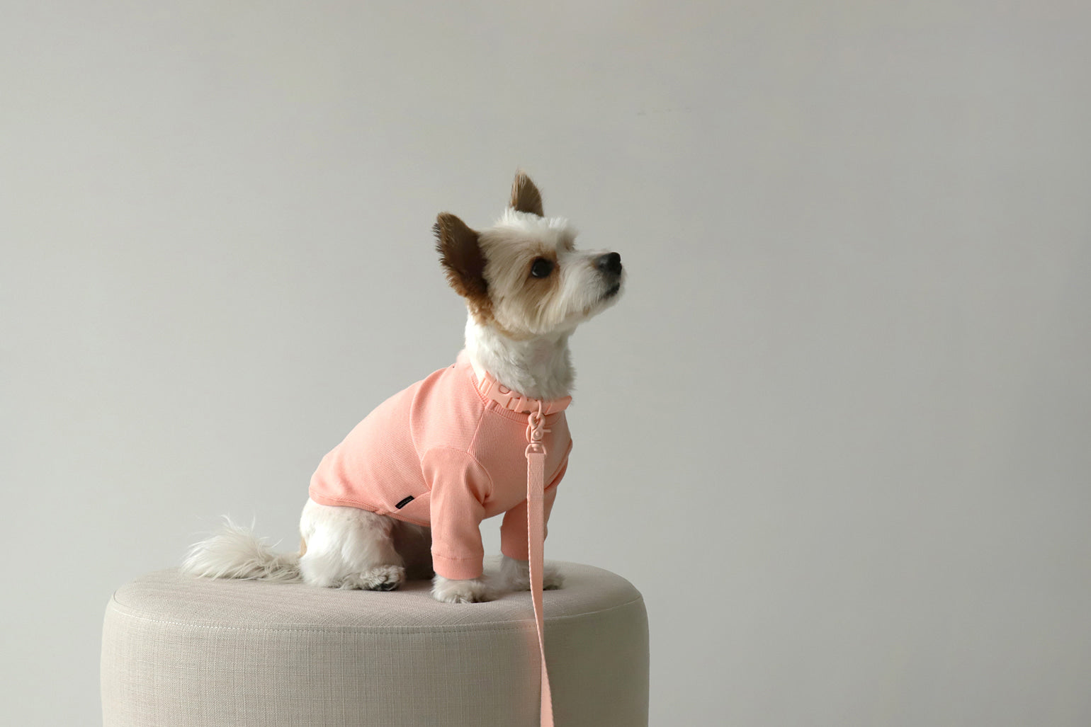 Macaron Leash . Pink