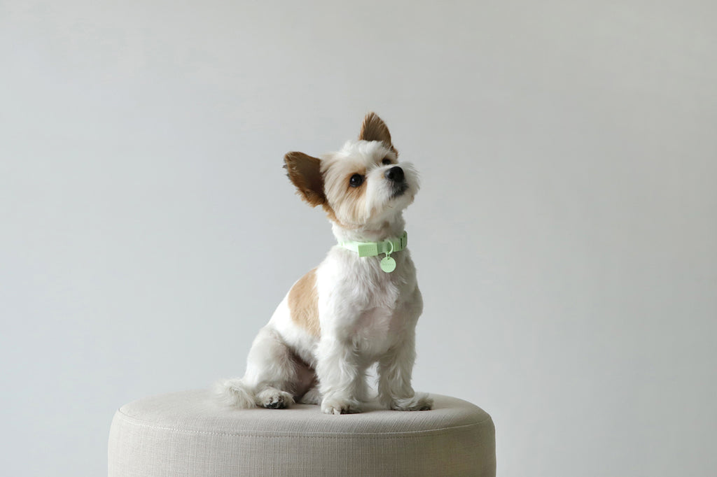 Macaron Collar . Mint Green