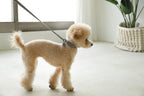 Macaron Collar . Gray
