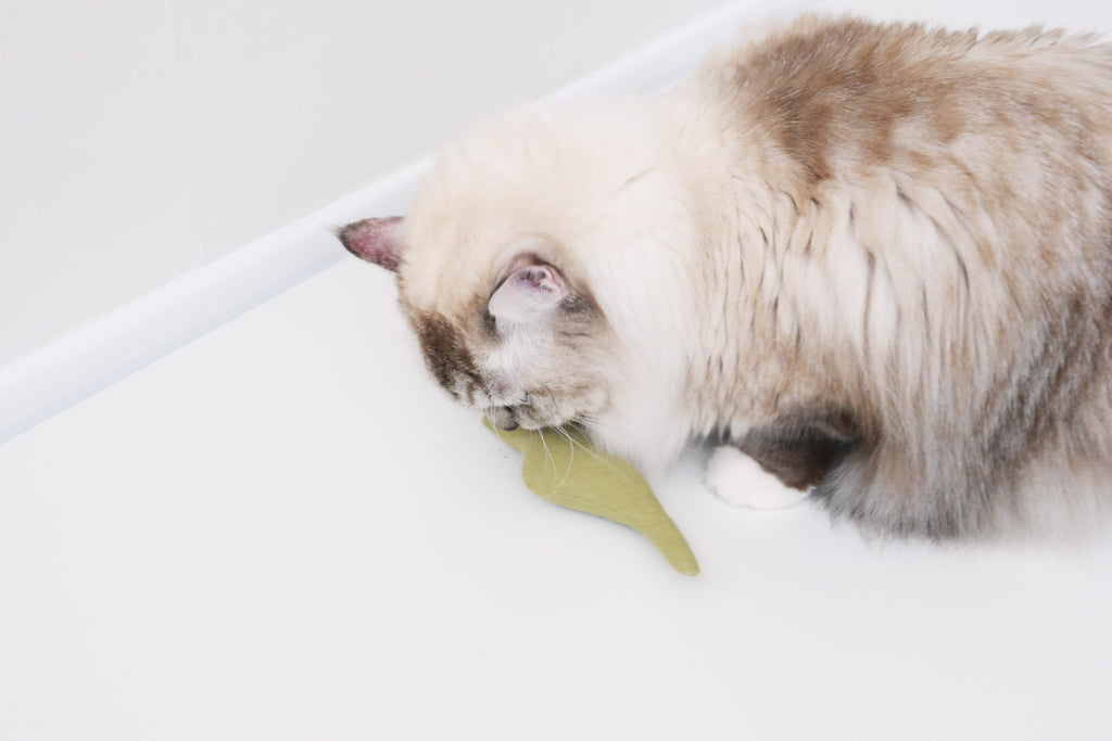 catnip toy for cat _ petssogood