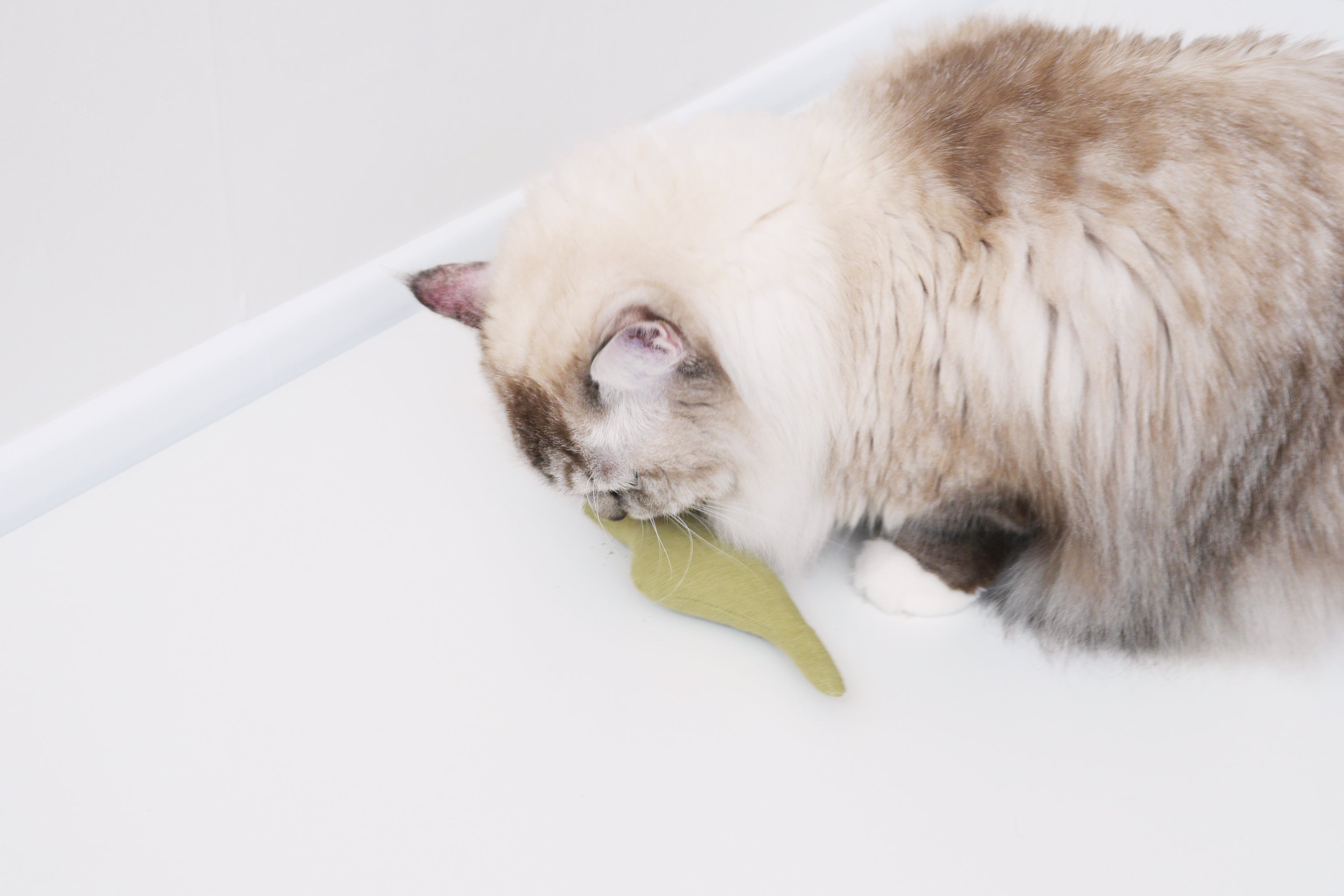 catnip toy for cat _ petssogood