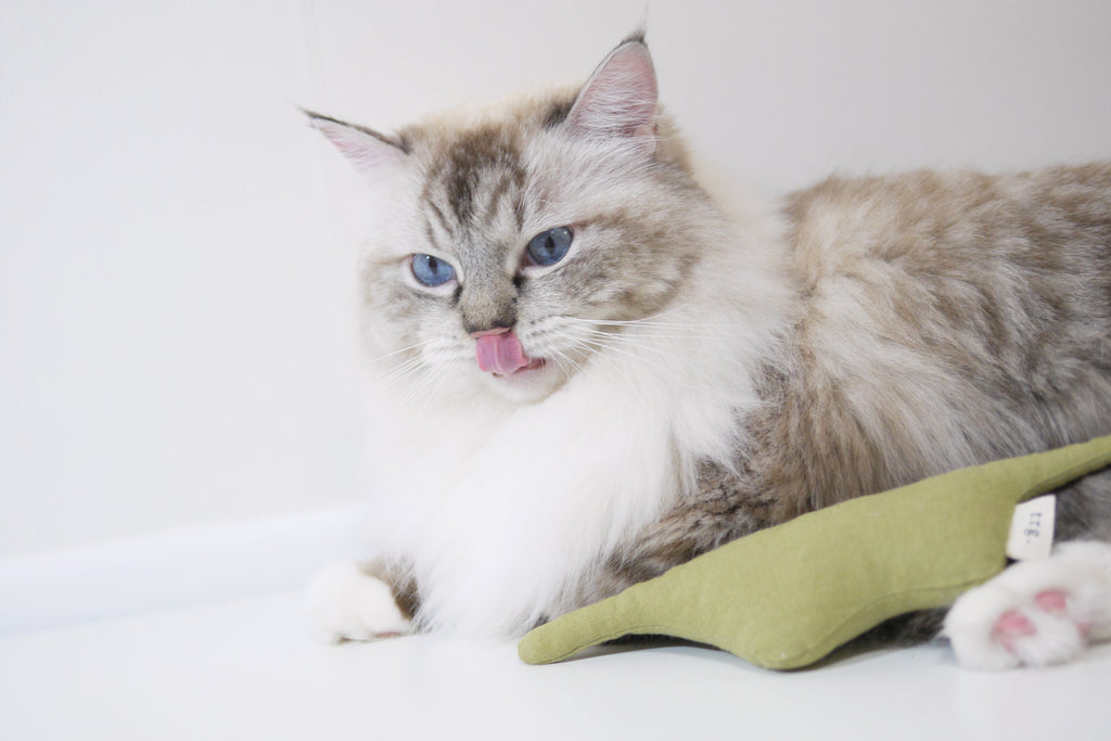 catnip toy for cat _ petssogood