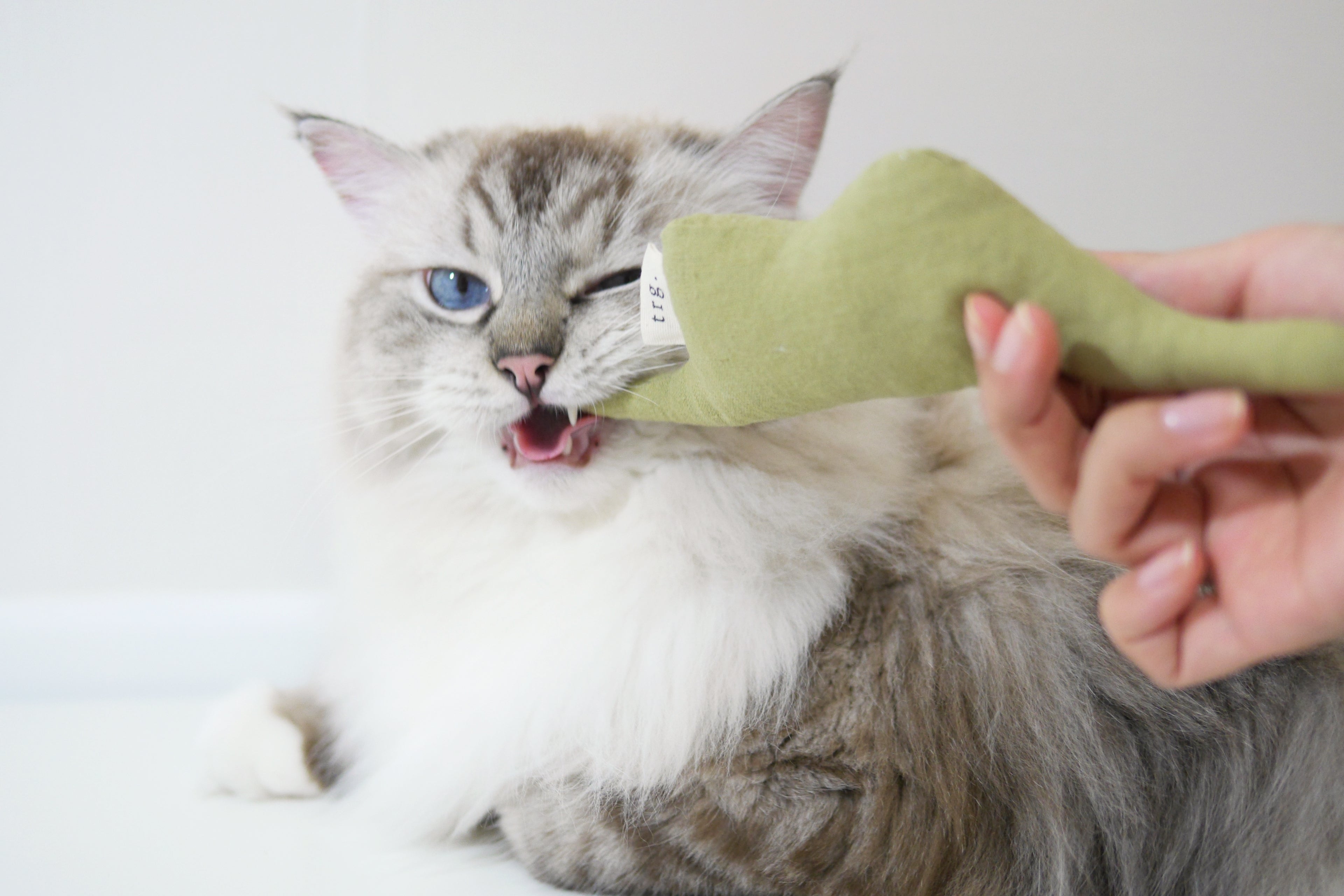 catnip toy for cat _ petssogood
