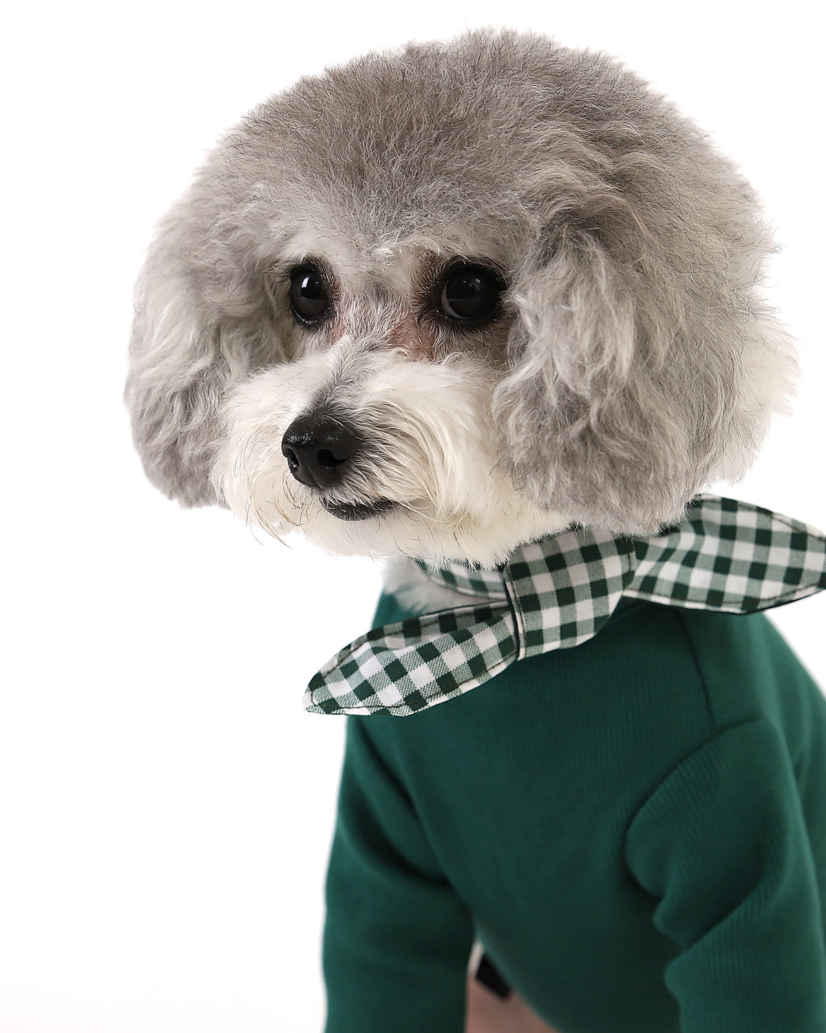 Gelato . Sleeve . Green