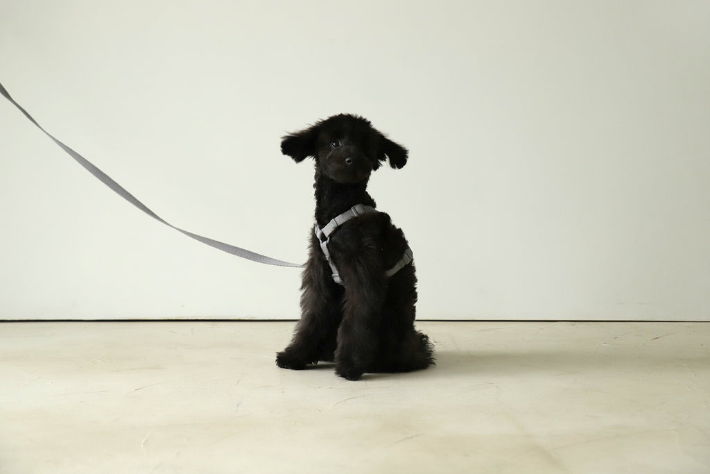 Macaron Harness . Gray