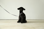 Macaron Harness . Gray