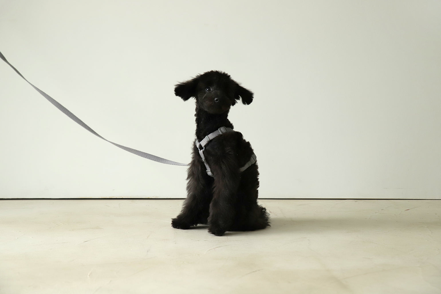 Macaron Harness . Gray