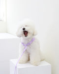 Macaron No Pull Dog Harness . Lavender