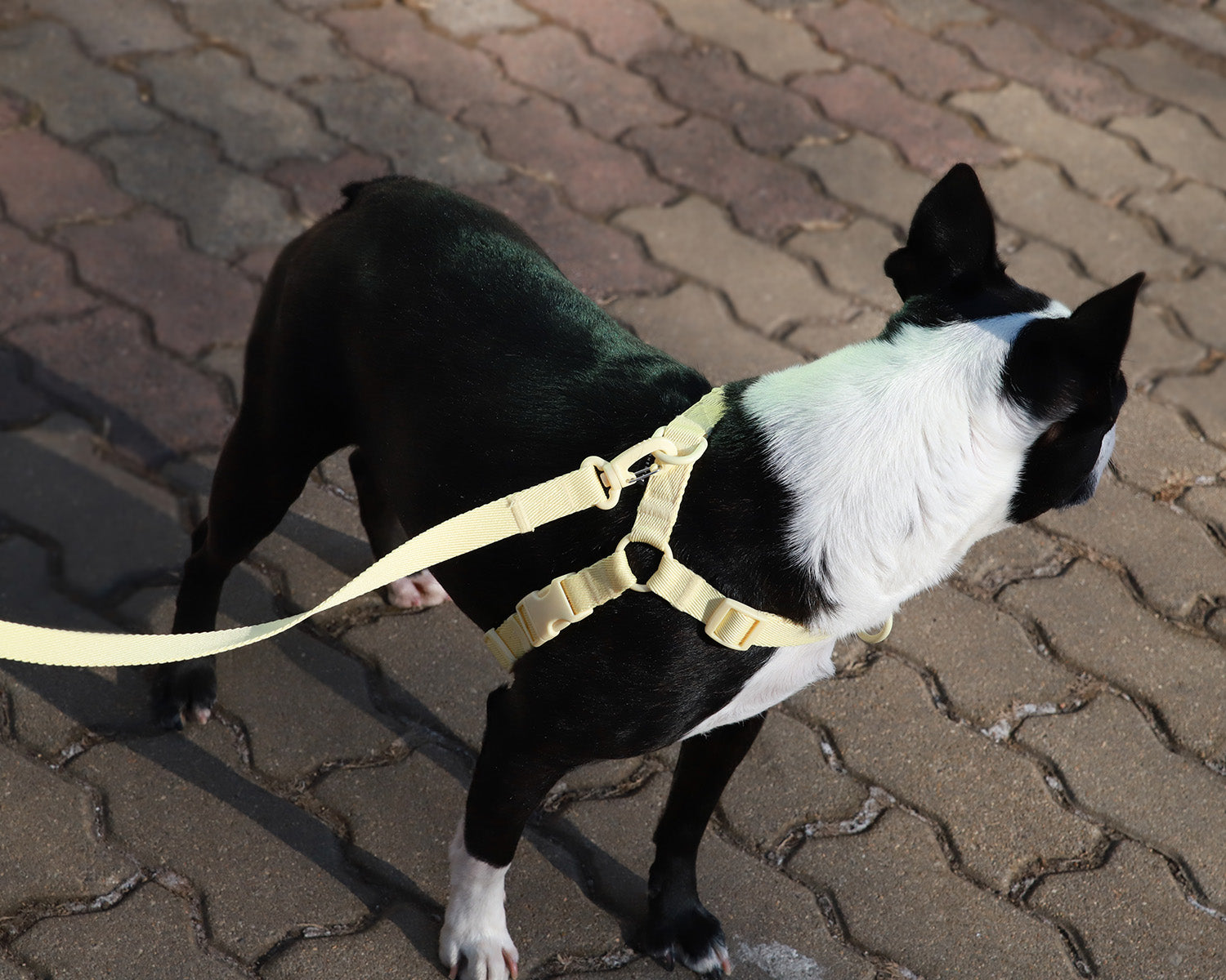 Macaron no pull dog harness . Lemon