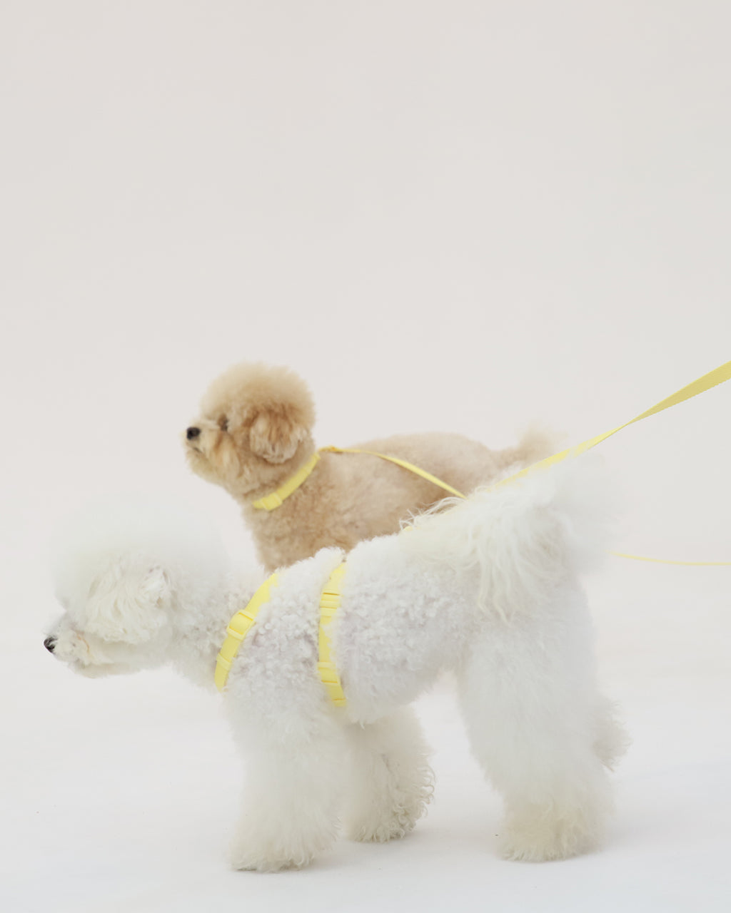 Macaron Collar . Lemon