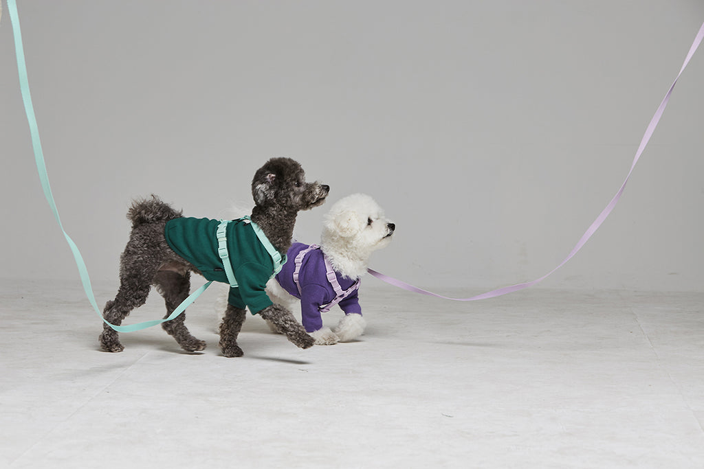 Macaron Leash . Aqua