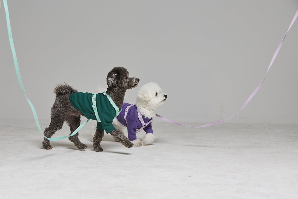 Macaron Leash . Aqua