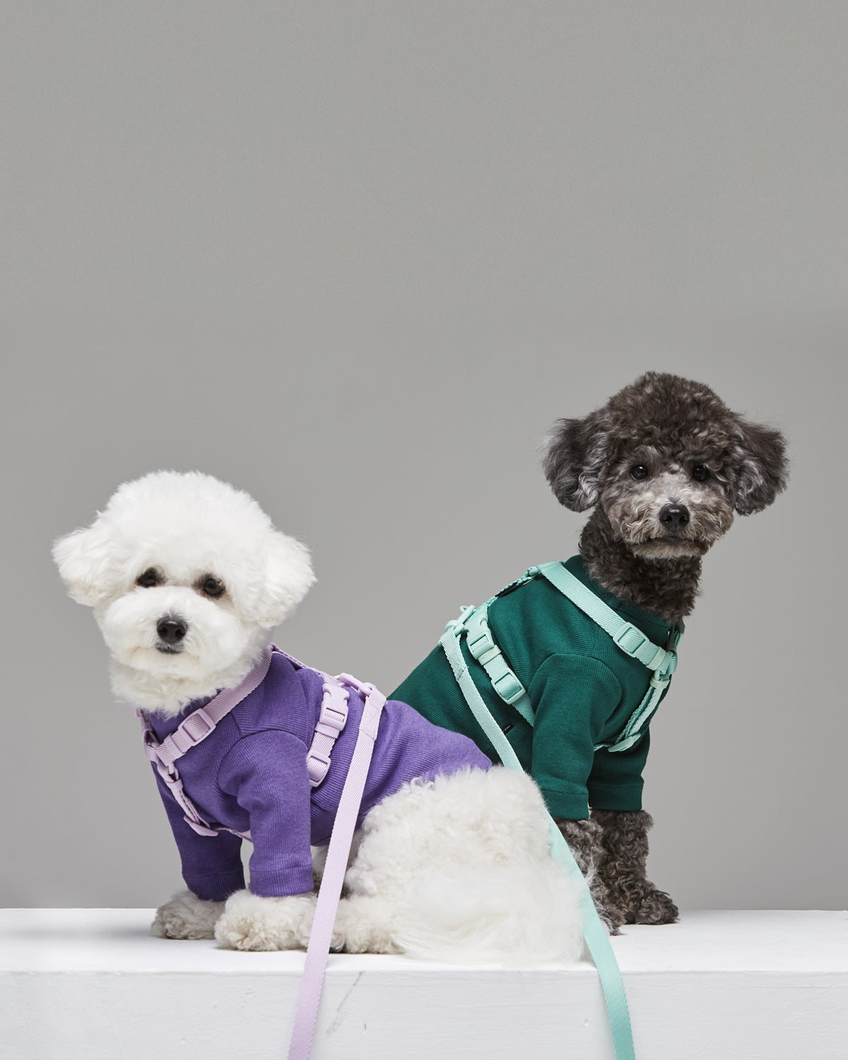 Macaron Harness . Aqua