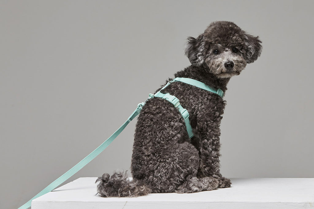 Macaron Leash . Aqua