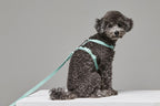 Macaron Leash . Aqua