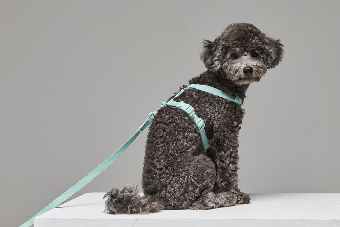 Macaron Leash . Aqua