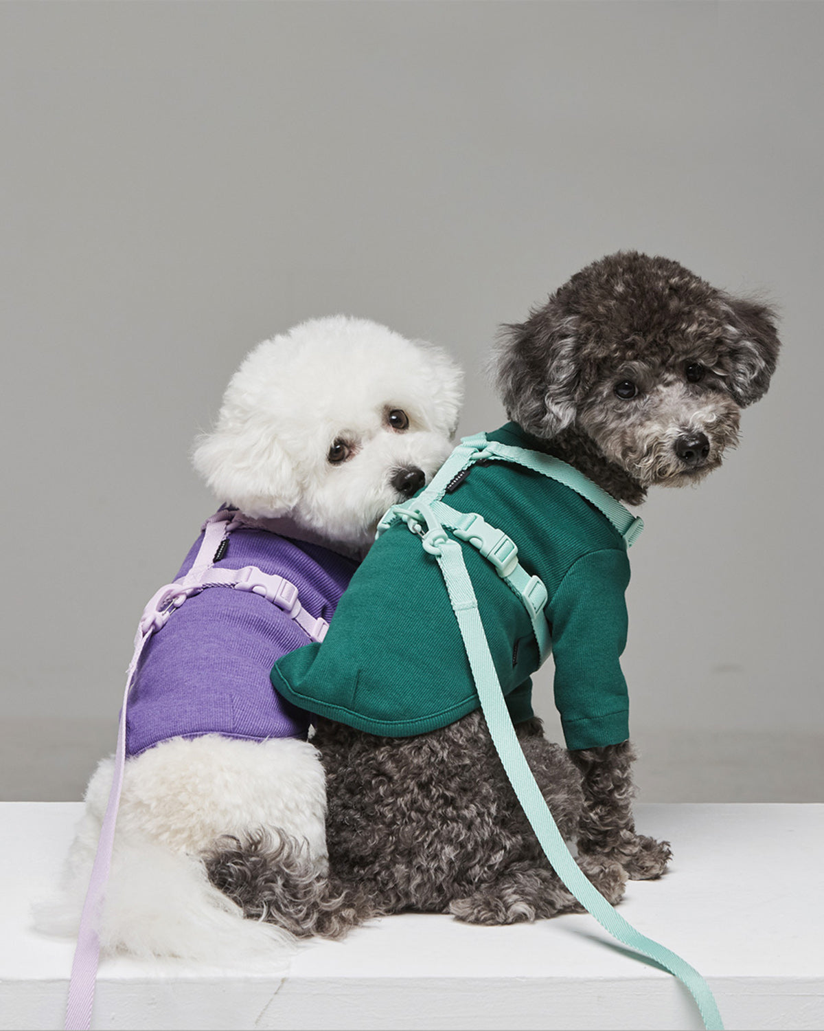 Macaron Harness . Aqua