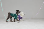 Macaron Leash . Aqua