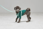 Macaron Leash . Aqua