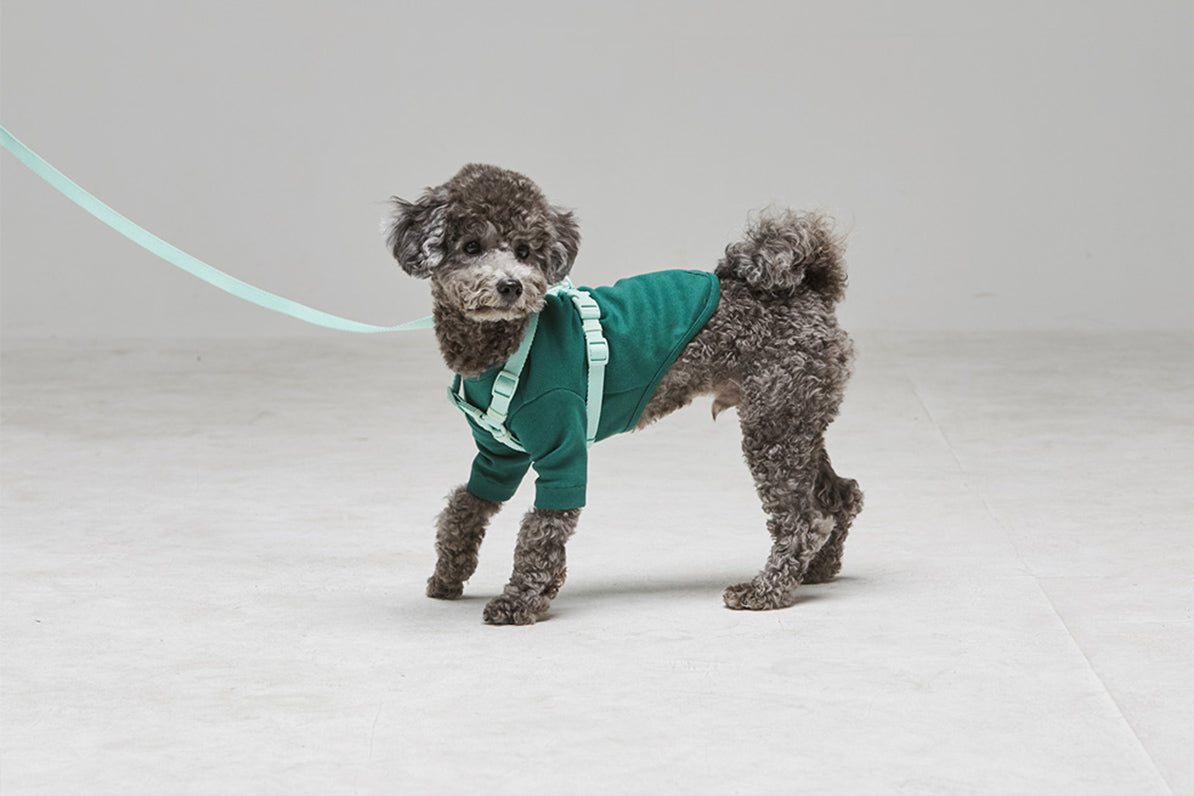 Macaron Leash . Aqua