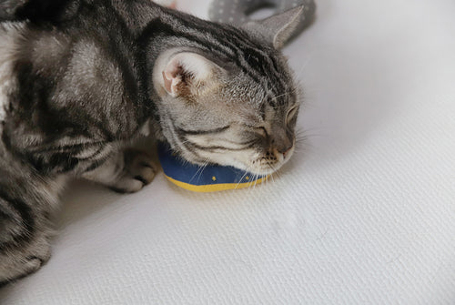 CatNut Toys