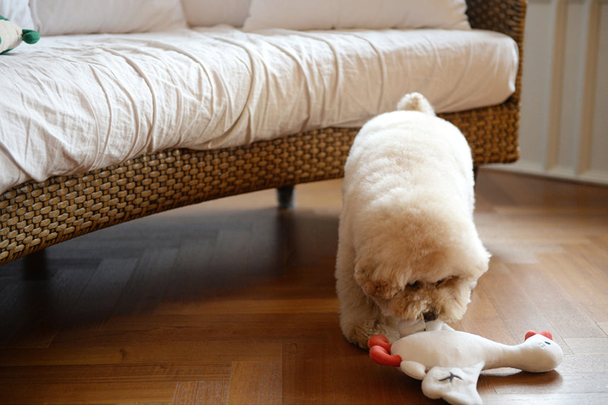 Flying Duck Nosework Toy