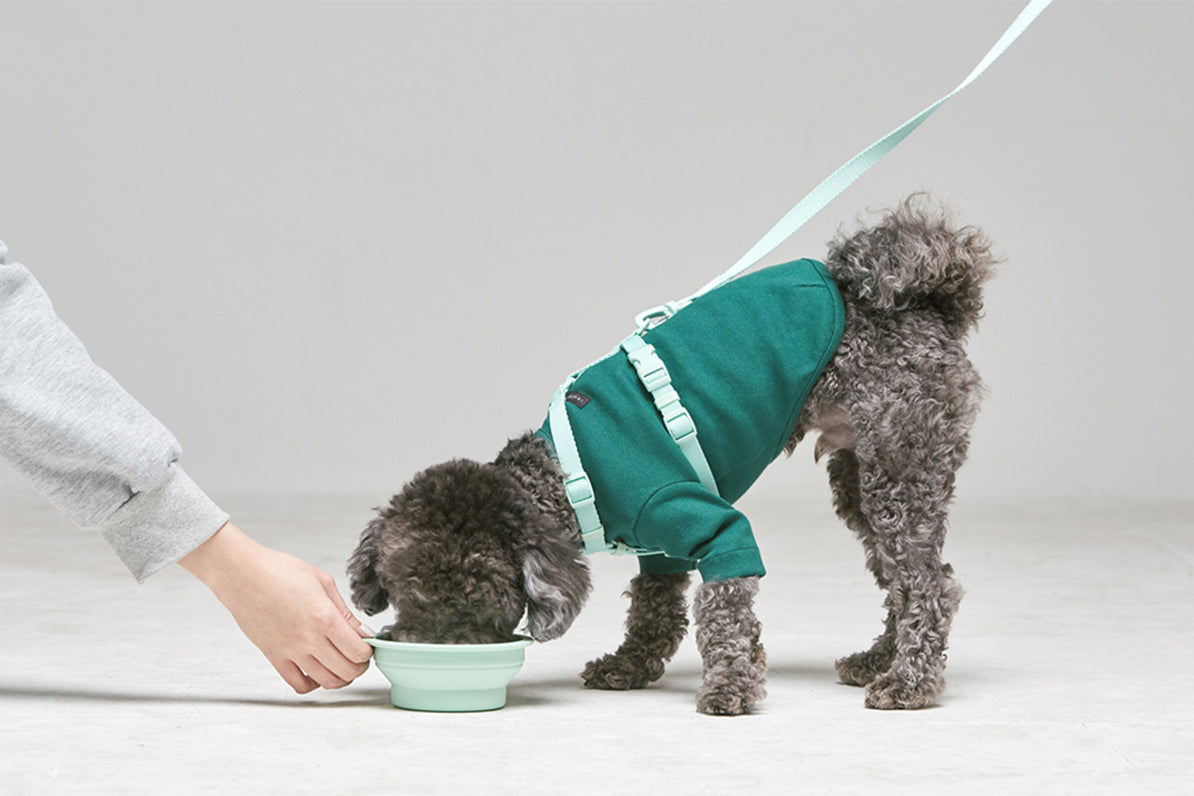 Macaron Collapsible Bowl . Aqua
