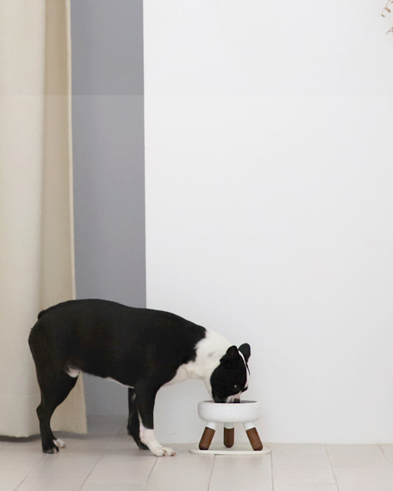 Elevated modern design feeding table for dogs and cats_pets so good