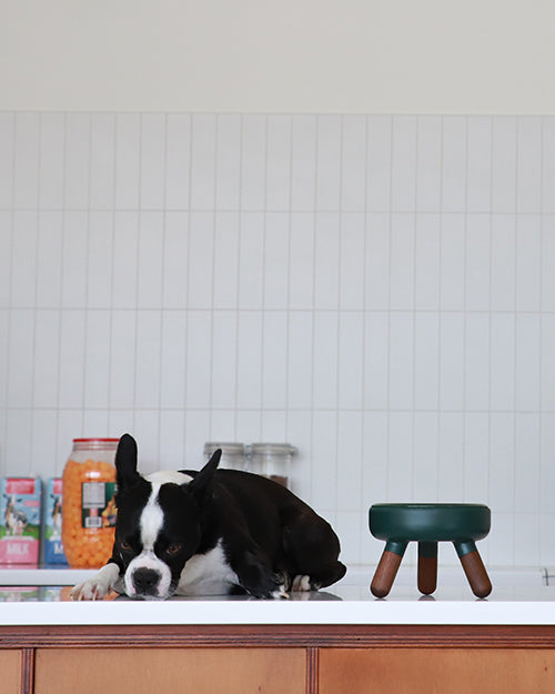 Premium modern elevated pet table for small dogs and cats_Pets So Good