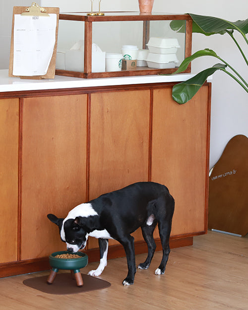 Premium modern elevated pet table for small dogs and cats_Pets So Good