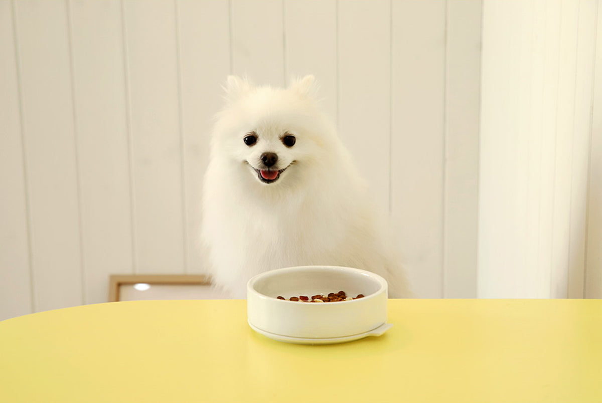 White dog beside the Pudding Pet Bowl in White, a porcelain dog and cat bowl