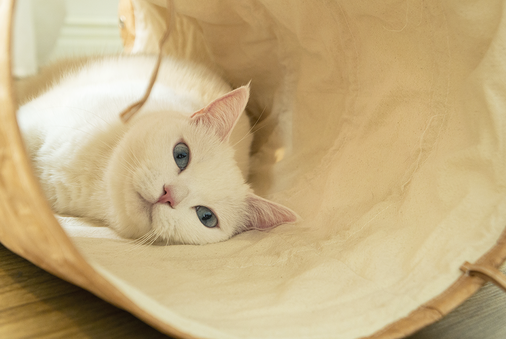 tyvek cat tunnel_petssogood