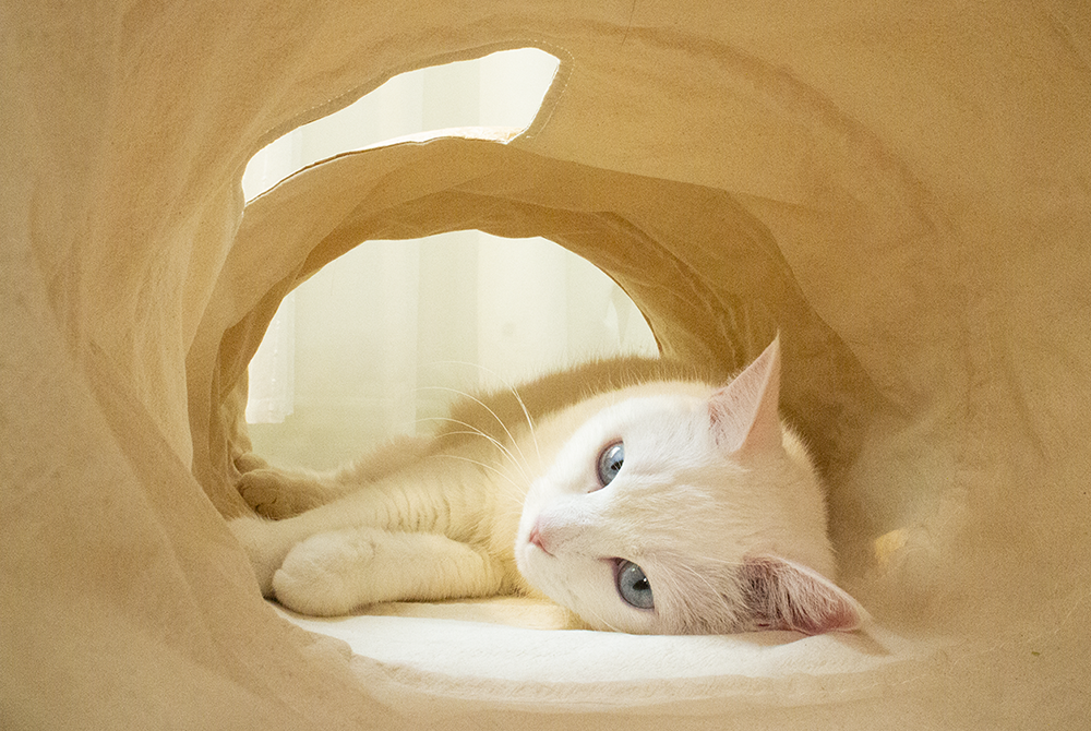 tyvek cat tunnel_petssogood