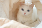 tyvek cat tunnel_petssogood