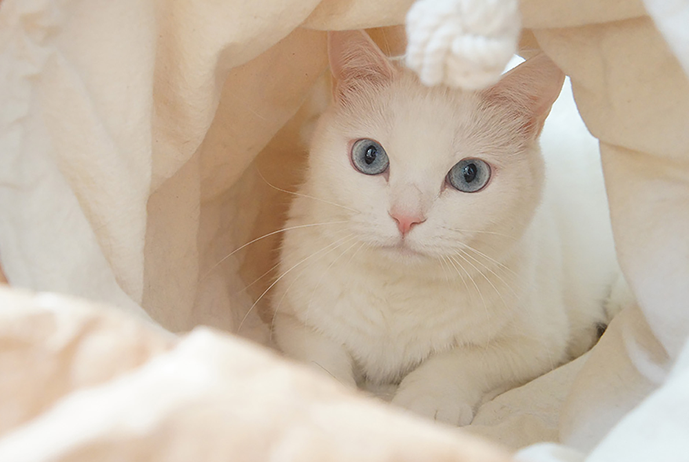 tyvek cat tunnel_petssogood