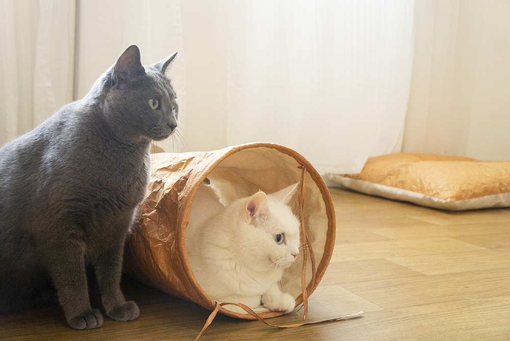tyvek cat tunnel_petssogood