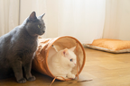 tyvek cat tunnel_petssogood