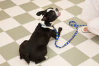 Smile Edition . Blue . Collar & Leash Set