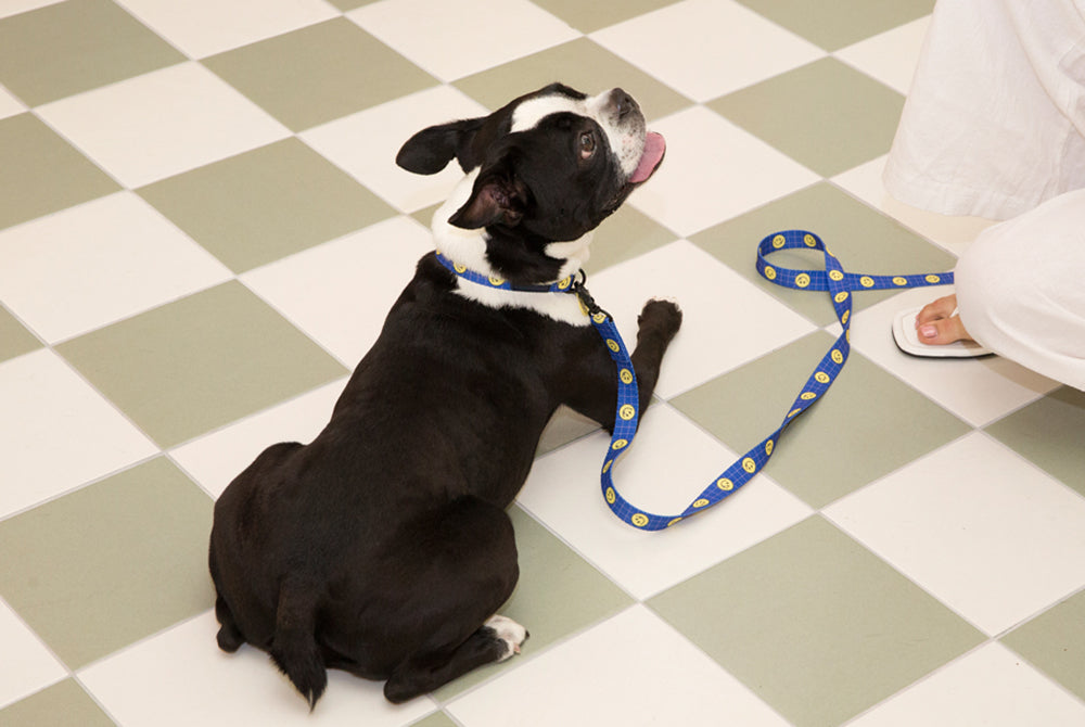Smile Edition . Blue . Leash